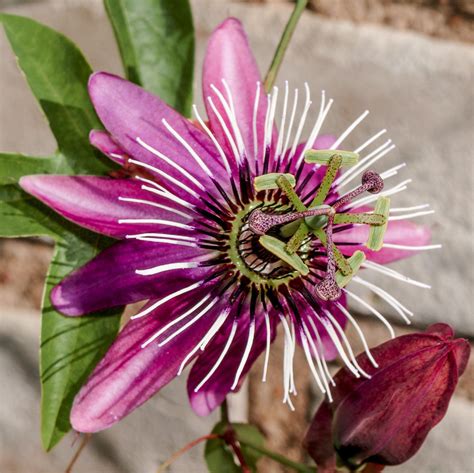 Pink Purple Passion Flower Plants For Sale | Passiflora Victoria - Easy ...