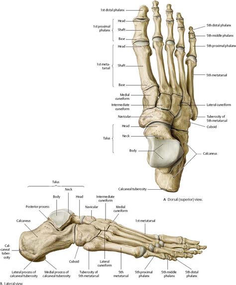 Foot Anatomy Gross Anatomy Anatomy Art Anatomy Drawing Skeleton