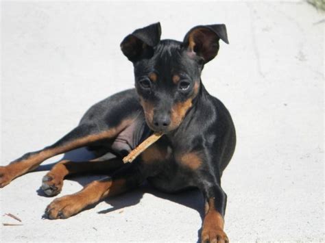 8 Month Old Male Min Pin Purebred Wpapers For Sale In Centerfield