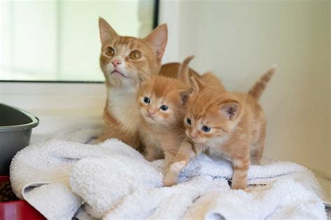 The Rspca Is In Need Of Cat And Kitten Fosterers To Help Care For Cats