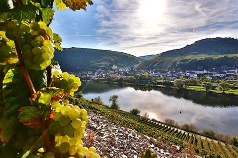 Riesling Grapes And Moselle Stock Photo Download Image Now Mosel