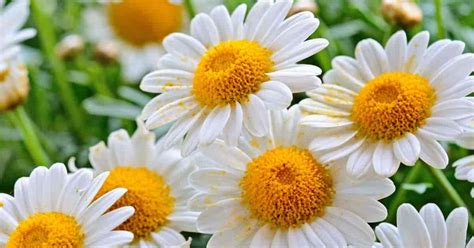 Chamomile Plant Care How To Grow Chamomile Flowers
