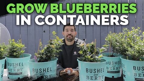 How To Grow Blueberries In Containers Soil And Planting