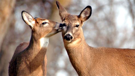 Cute Animal Deer Couple Hd Wallpapers