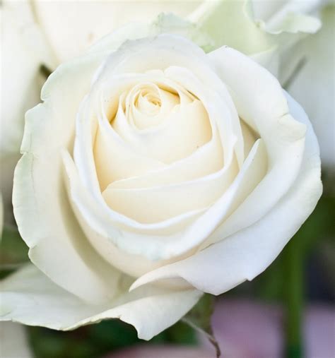 Find the best white rose wallpapers on wallpapertag. Rose Wallpaper Hd Tumblr For Walls for Mobile Phone ...