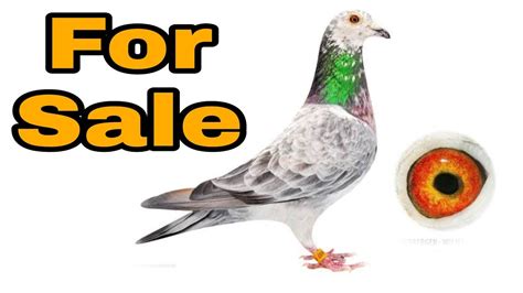 Grizzle Racing Pigeons For Sale Racer Pigeon For Sale