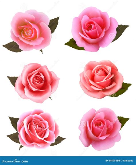 Set Of Beautiful Pink Roses Stock Vector Illustration Of Pink