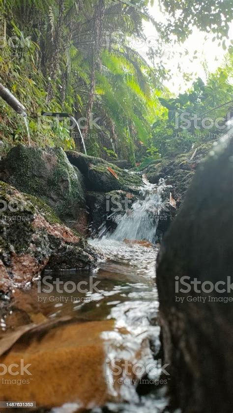 Foto Sungai Kecil Yang Mengalir Di Tengah Hutan Foto Stok Unduh