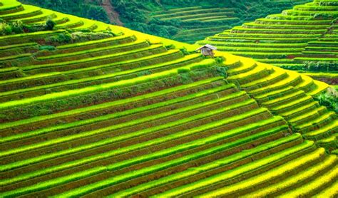 Rice Terraces Of The Philippine Cordilleras World Tribune
