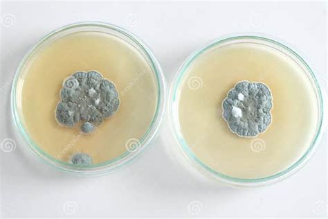 Penicillium Fungi On Agar Plate Stock Image Image Of Investigation