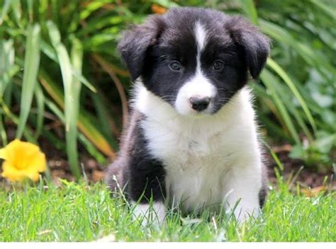Border Collie Puppies For Sale Seattle Wa 176260
