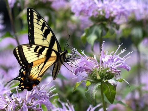 A Yellow And Black Butterfly Sitting On Purple Flowers