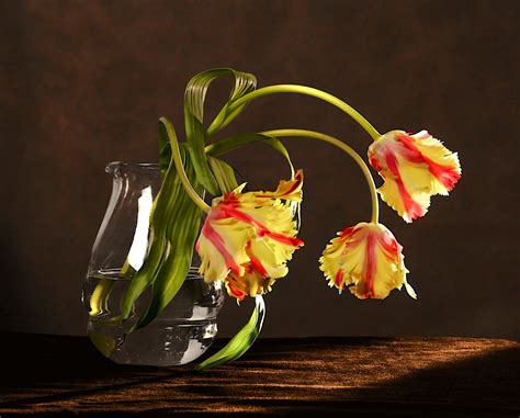 Flowers Photo And Image Still Life Subjects Images At
