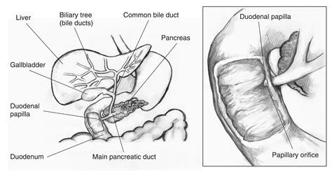 Diagram Of Liver And Pancreas About Pancreatic Cancer Cancer Research Uk