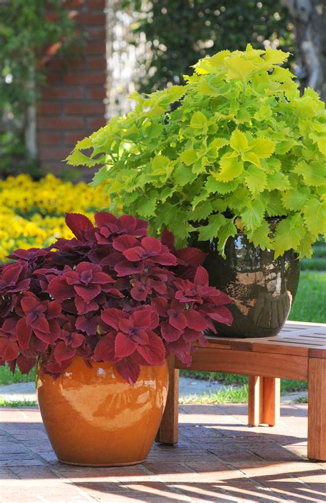 Coleus Duo Low Maintenance Pair For Spring To Frost Color Container