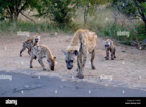 Brown Hyenas Hi Res Stock Photography And Images Alamy