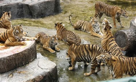 Good News Tiger Population Increases By 30 Per Cent