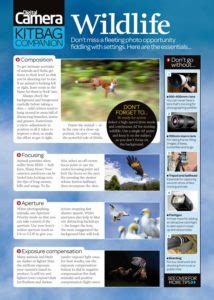 Photography Cheat Sheet Essential Wildlife Photography Tips