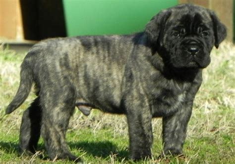 English Mastiff Brindle Puppy Mastiff Puppies For Sale