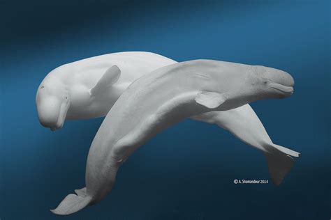 Beluga Whale Beluga Whale Whale Beluga