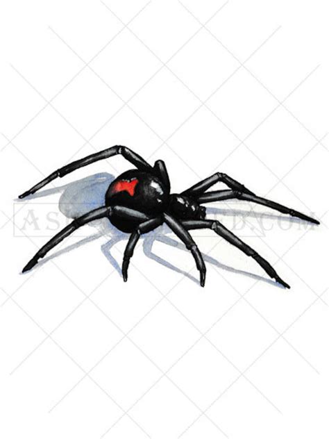Tattoo Design 3d Black Widow Spider Digital Instant Etsy