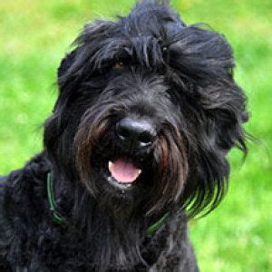 At times we may only have a few black russian terrier available so we do hope you check. Pin by Roelene Deetlefs on Dogs | Black russian terrier ...