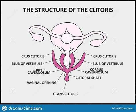 Pubes Clipart And Illustrations