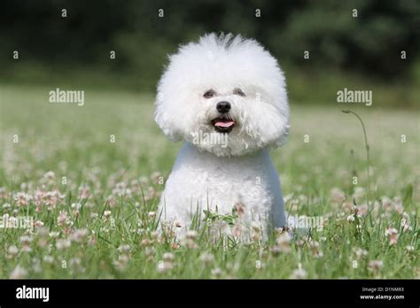 Dog Bichon Frise Adult Sitting Stock Photo Alamy