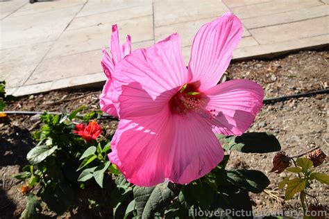 Large Pink 5 Petal Flower From Malaga Spain Hi Res 1080p Hd