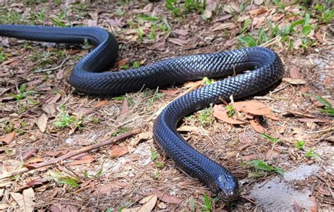 The Eastern Indigo Snake Is One Of The Worlds Most Threatening