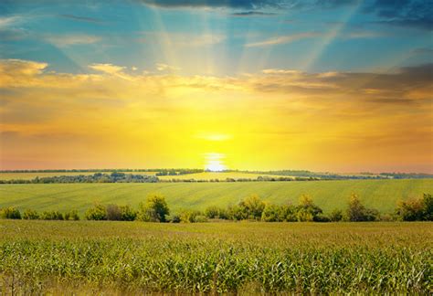 Sunrise Over The Corn Field Stock Photo Download Image Now Istock