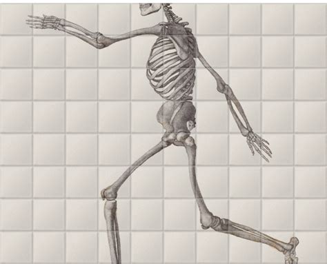 Human Skeleton Lateral View Ceramic Tile Mural Surfaceview