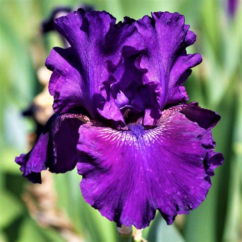 Best Cold Climate Purple Reblooming Bearded Iris Rosalie Figge Easy