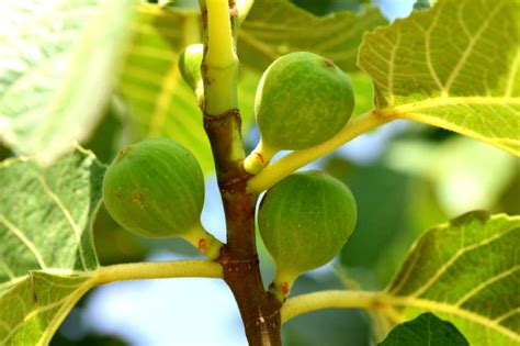 What Does A Fig Tree Look Like Gardeneco