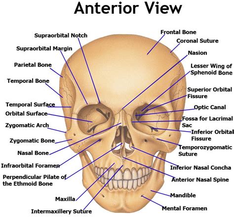 The part of the face above the eyebrows, below the hairline and between the temples. Bones of the human skull - anterior view | Facial bones, Human anatomy chart, Anatomy