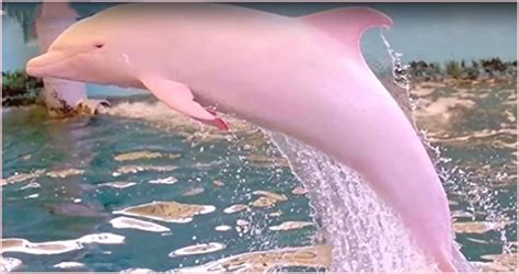 Louisiana Residents Captured A Very Rare Sight A Pink Dolphin Swimming