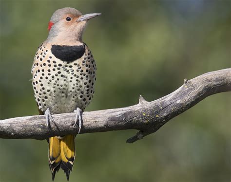 Yellow Shafted Northern Flicker Wildlife In Nature