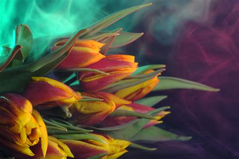 Tulip Karangan Bunga Foto Gratis Di Pixabay Pixabay