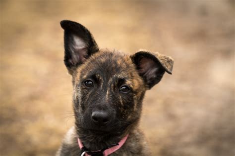 6 Facts About Dutch Shepherds Greenfield Puppies