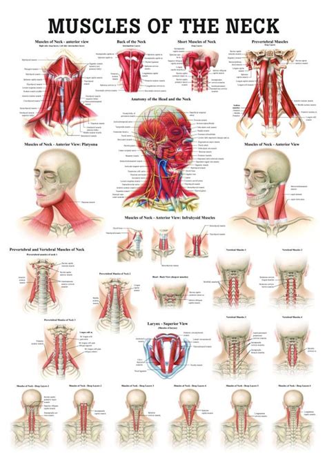 Human Muscles Of The Neck Poster Clinical Charts And Supplies