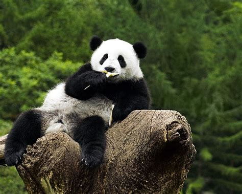 Free Download Description Panda Wallpaper Hd Is A Hi Res Wallpaper For