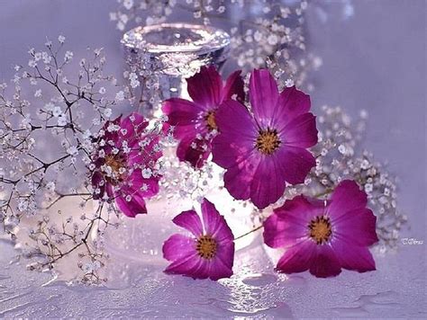 Gorgeous Purple Flowers Refreshing Droplet Dewy Dew Bonito HD