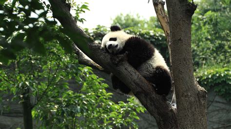 Download Wallpaper 1920x1080 Panda Sleep Tree Full Hd