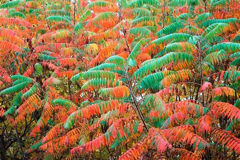 Flamboyant In Autumn Rhus Glabra Smooth Sumac Is An Open Spreading