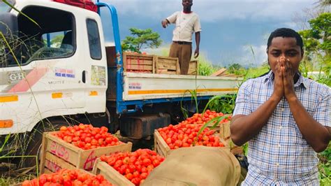 Challenges Of Tomato Farming In Ghana Farmers Perspective Charlesfarmingproject YouTube