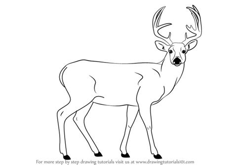 Image Result For Buck Deer Line Drawing Animal Drawings Cute Animal