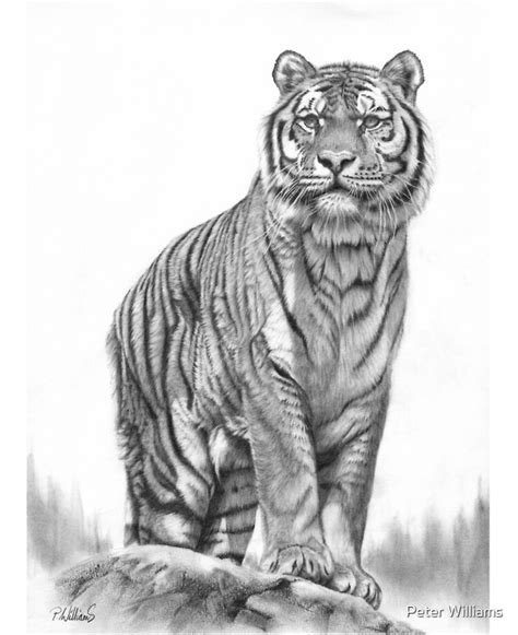 Share More Than Tiger Pencil Drawing Super Hot Seven Edu Vn