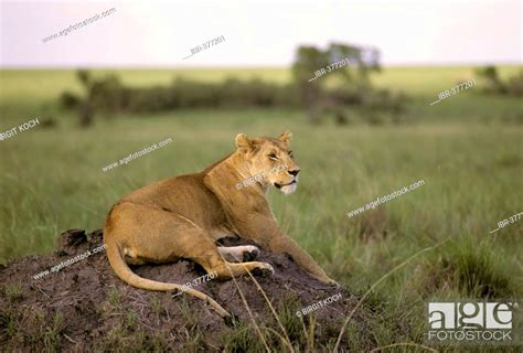 Lioness Panthera Leo Sitting On An Earthhill Masai Mara National