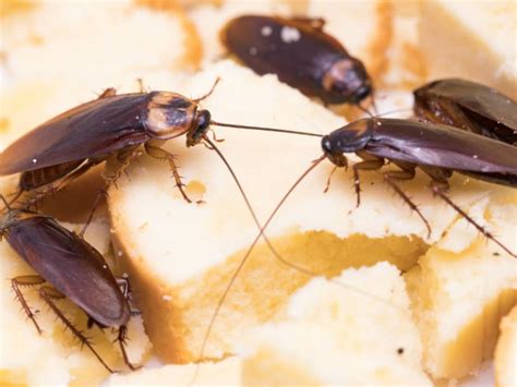 Si no quieres que hormigas, cucarachas o avispas acampen libremente en tu casa o jardín toma nota de estos consejos. efectos de no lavar los platos