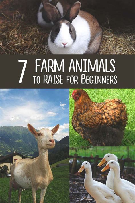 7 Best Farm Animals To Raise The Farm Mini Farm Small Farm Raising